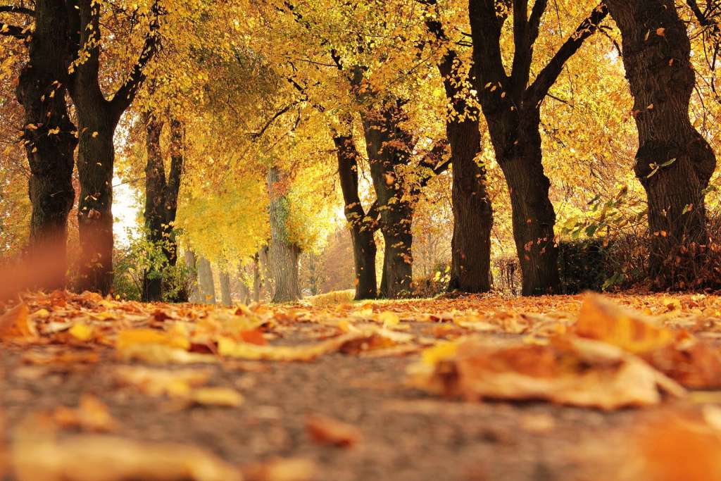 herbstlaub auf Weg